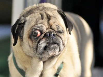 世界最丑狗狗新冠军，网友：没有最丑，只有更丑!